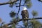 Perched bald eagle against a blue sky