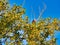 Perched Bald Eagle Bird of Prey Among Bare Tree Branches and Green Leaves Below