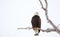 Perched Bald Eagle in a Wintery Tree