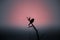 Perched bird silhouette against the dusky sky. Early bird gets the worm concept