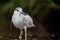 Perched Black-crowned Night Heron bird