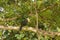 Perched Black Male Hornbill with Ripe Fig in Beak