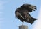 Perched Black Vulture