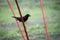 perched blackbird eating a earthwrom in a public garden