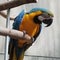 Perched blue gold Macaw