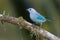 A perched blue gray tanager