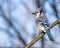 Perched Blue Jay