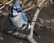 Perched Blue Jay