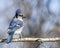 Perched Blue Jay