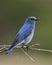 Perched Bluebird