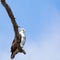 Perched brown and white Osprey predator perched on a tree.