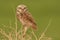 Perched Burrowing Owl