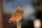 Perched burrowing owl looking down