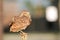 Perched burrowing owl in the wind