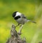 Perched Chickadee 2