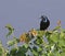 Perched Common Grackle