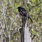 Perched Common Grackle