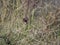 Perched common waxbill in a meadow