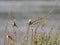 Perched common waxbill in a meadow