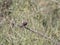 Perched common waxbill in a meadow