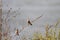 Perched common waxbill in a meadow