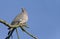 Perched Common Woodpigeon, Columba palumbus