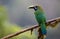A perched emerald toucanet photographed in San Gerardo de Dota