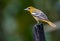 A perched female Baltimore oriole