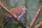 Perched female Blue Ground Dove, Claravis pretiosa