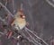 Perched Female Cardinal