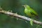 A perched female green honeycreeper