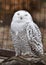 Perched Female Snowy Owl