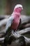 A perched galah