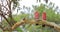 Perched Galah pair, Eolophus roseicapilla