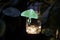 Perched on a glowing solar mason jar light is a Female bring green luna moth Actias luna