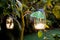 Perched on a glowing solar mason jar light is a Female bring green luna moth Actias luna