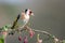 Perched goldfinch portrait