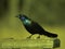 A Perched Grackle With Sunflower Seeds