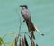 Perched Gray Kingbird, Caribbean