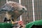Perched hawk feeding on dead animal