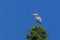 Perched heron and blue sky.