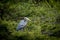 Perched heron in pine tree.