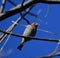 A Perched House Finch