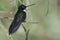 Perched hummingbird in Ecuador