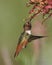 Perched hummingbird showing iridescence.
