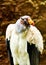 Perched on its shelter is this royal condor, displaying its majestic feathers