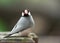 Perched Java Sparrow