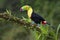A perched keel billed toucan