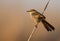 A perched levaillants cisticola