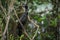 A Perched little cormorant